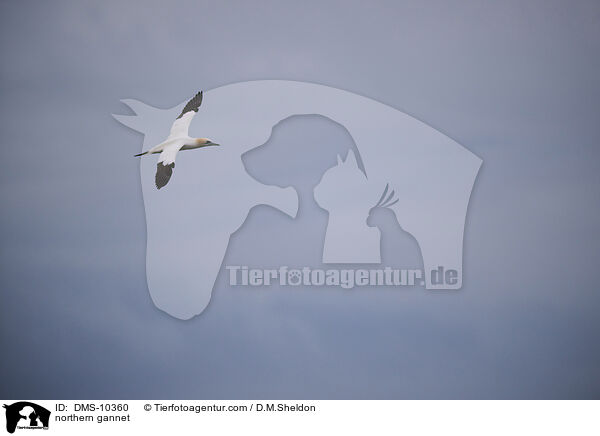 Basstlpel / northern gannet / DMS-10360