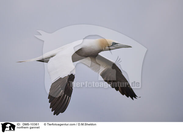 northern gannet / DMS-10361