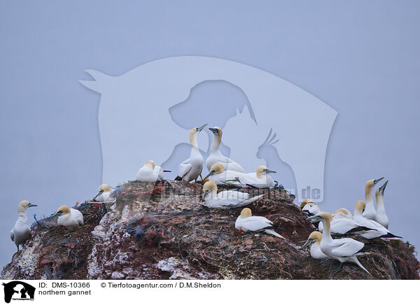 Basstlpel / northern gannet / DMS-10366