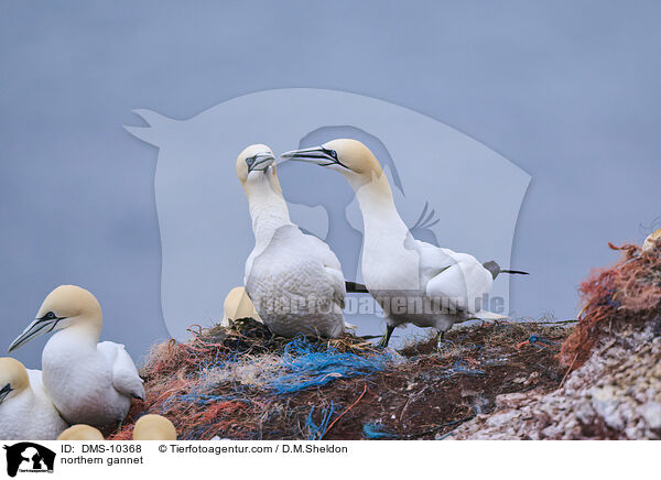 northern gannet / DMS-10368