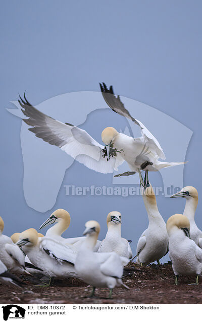 Basstlpel / northern gannet / DMS-10372