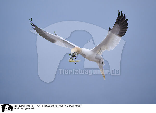 Basstlpel / northern gannet / DMS-10373