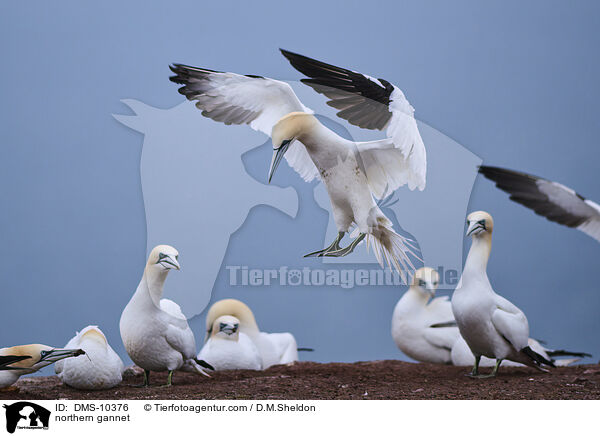 Basstlpel / northern gannet / DMS-10376