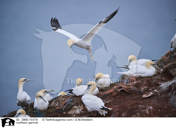 Basstlpel / northern gannet / DMS-10378