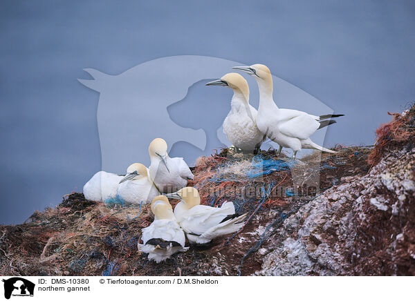 Basstlpel / northern gannet / DMS-10380