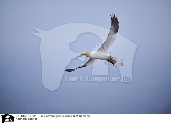 Basstlpel / northern gannet / DMS-10381