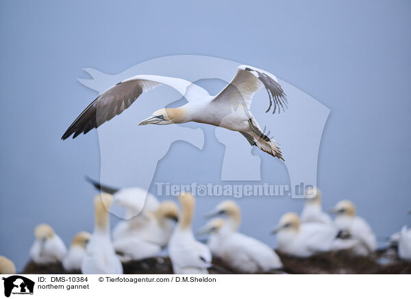 Basstlpel / northern gannet / DMS-10384