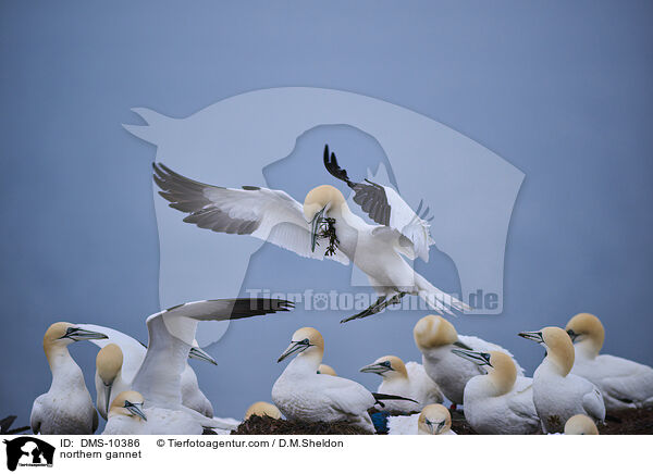 Basstlpel / northern gannet / DMS-10386