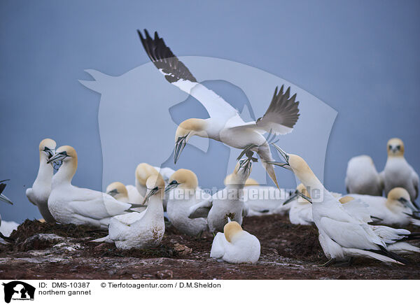 Basstlpel / northern gannet / DMS-10387