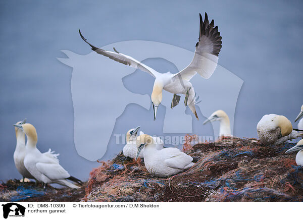 Basstlpel / northern gannet / DMS-10390