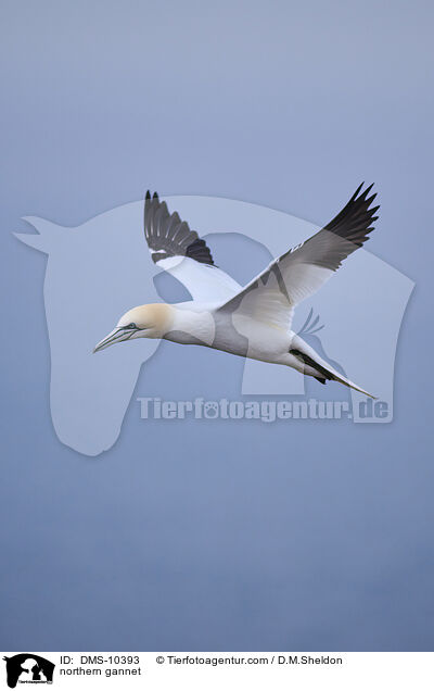 Basstlpel / northern gannet / DMS-10393