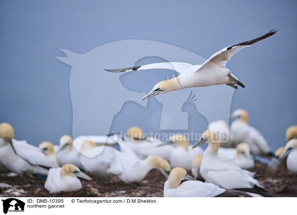 Basstlpel / northern gannet / DMS-10395