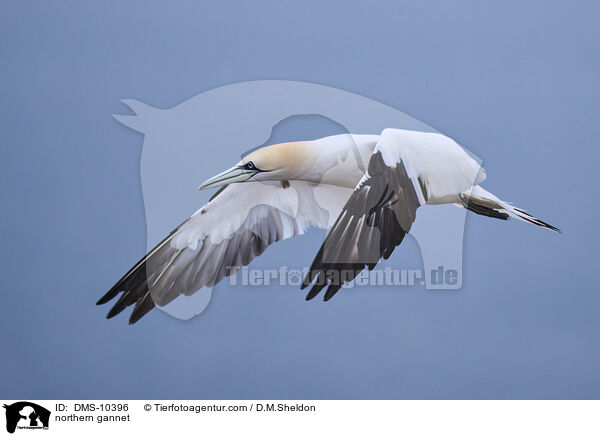 Basstlpel / northern gannet / DMS-10396
