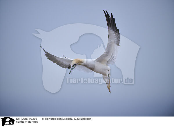 Basstlpel / northern gannet / DMS-10398