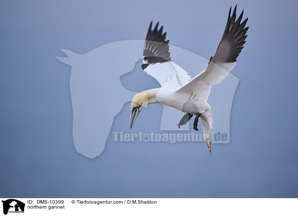 Basstlpel / northern gannet / DMS-10399