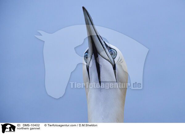 Basstlpel / northern gannet / DMS-10402