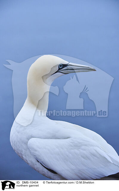 Basstlpel / northern gannet / DMS-10404