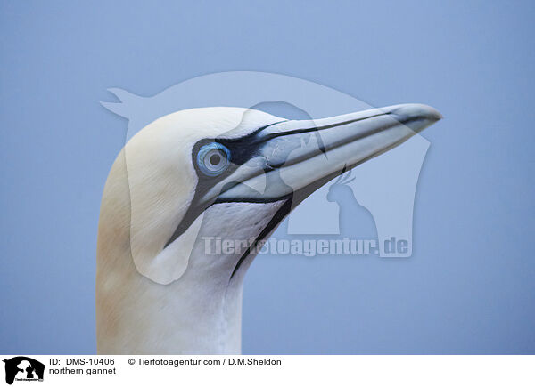 Basstlpel / northern gannet / DMS-10406