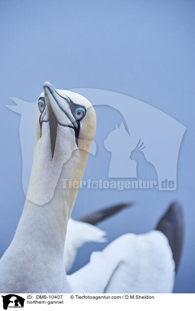 Basstlpel / northern gannet / DMS-10407