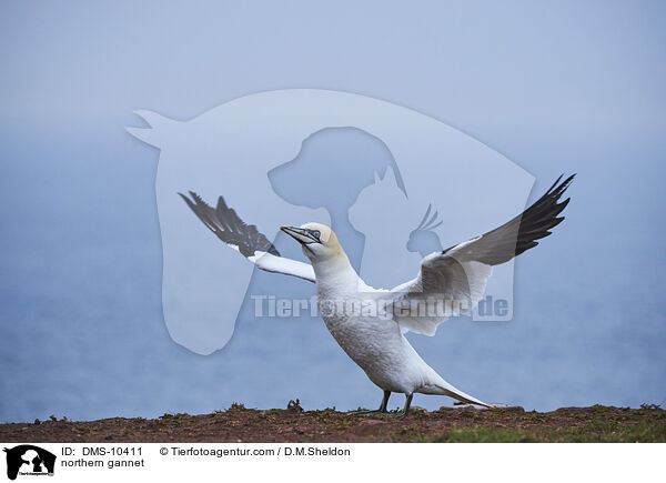 Basstlpel / northern gannet / DMS-10411