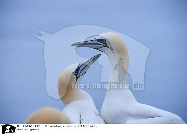 Basstlpel / northern gannet / DMS-10412