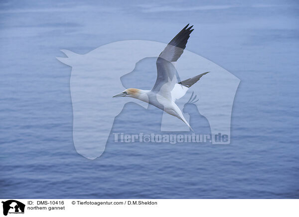 Basstlpel / northern gannet / DMS-10416
