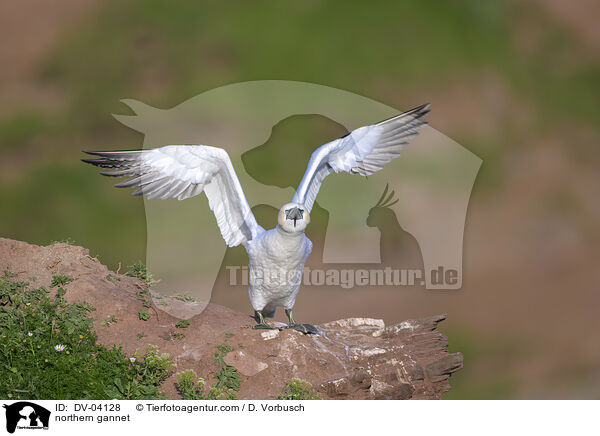 Basstlpel / northern gannet / DV-04128