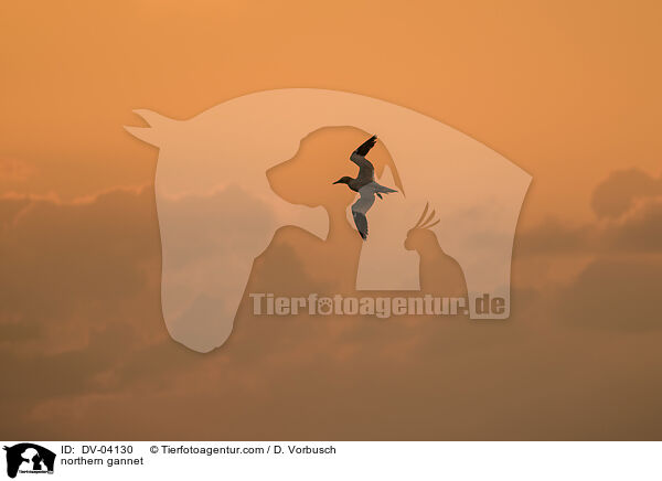 Basstlpel / northern gannet / DV-04130