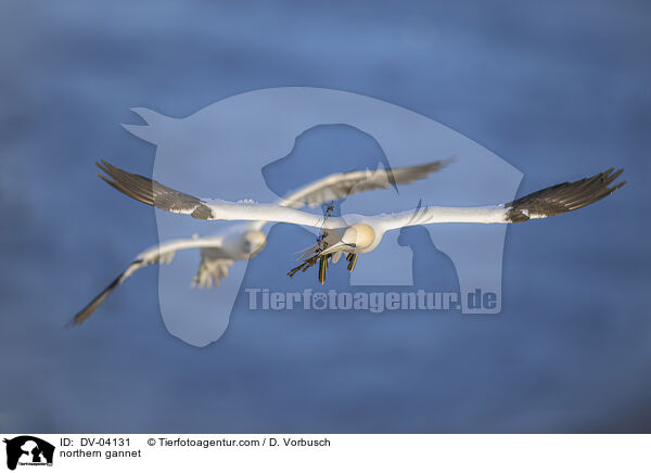 northern gannet / DV-04131