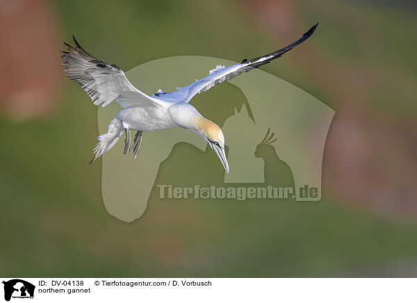 Basstlpel / northern gannet / DV-04138
