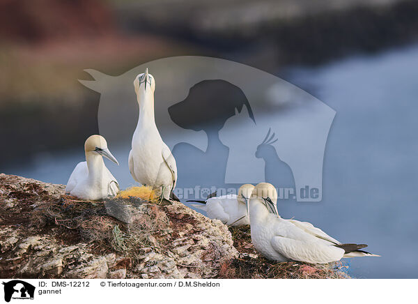 Basstlpel / gannet / DMS-12212
