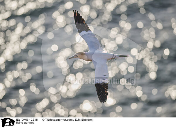 flying gannet / DMS-12218