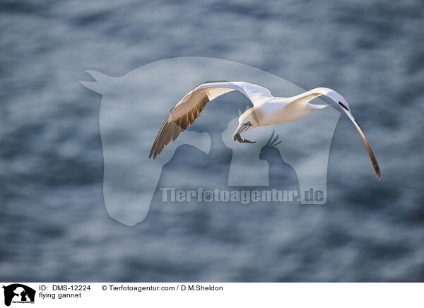 fliegender Basstlpel / flying gannet / DMS-12224