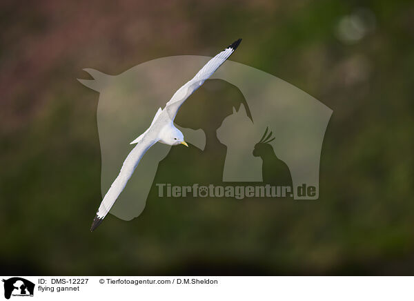 fliegender Basstlpel / flying gannet / DMS-12227