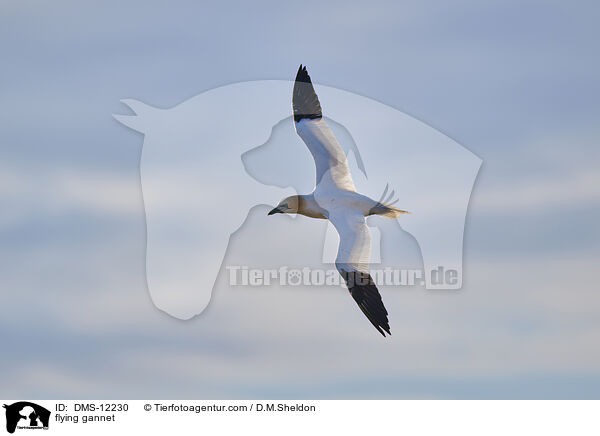 fliegender Basstlpel / flying gannet / DMS-12230