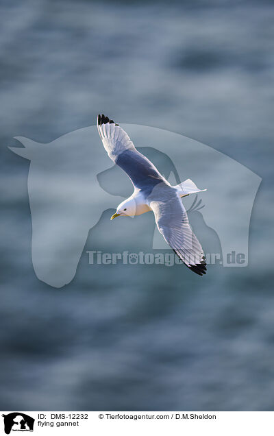 fliegender Basstlpel / flying gannet / DMS-12232