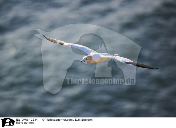 fliegender Basstlpel / flying gannet / DMS-12234