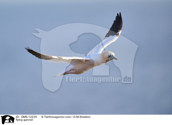 fliegender Basstlpel / flying gannet / DMS-12235