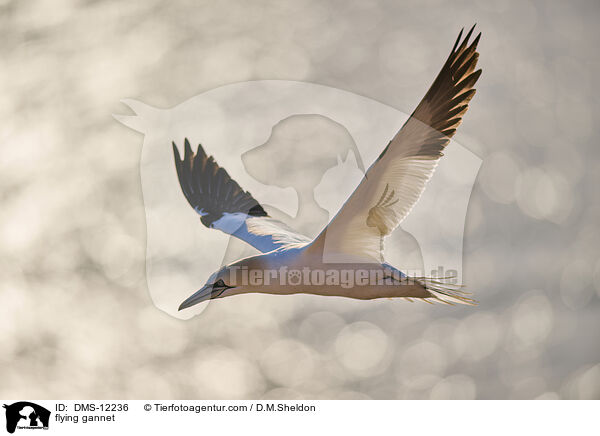 fliegender Basstlpel / flying gannet / DMS-12236
