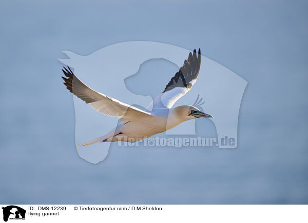 fliegender Basstlpel / flying gannet / DMS-12239