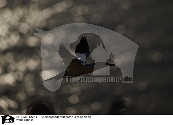 fliegender Basstlpel / flying gannet / DMS-12241