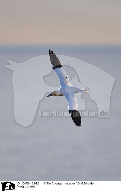 fliegender Basstlpel / flying gannet / DMS-12242