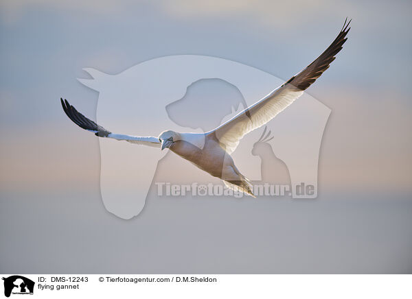 fliegender Basstlpel / flying gannet / DMS-12243