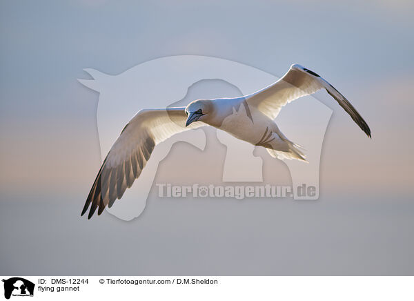 fliegender Basstlpel / flying gannet / DMS-12244