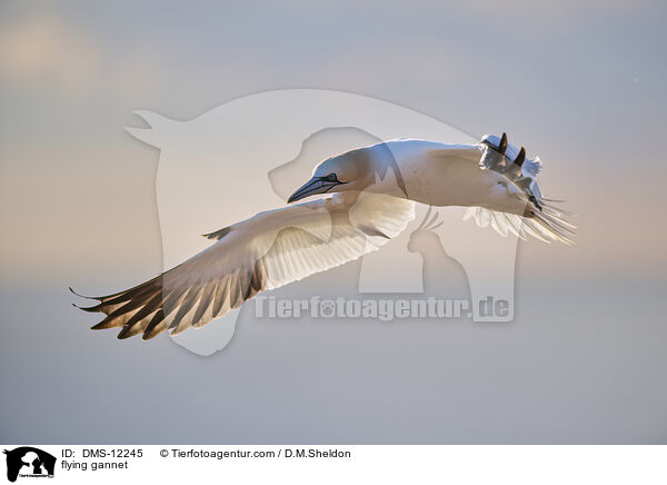 fliegender Basstlpel / flying gannet / DMS-12245