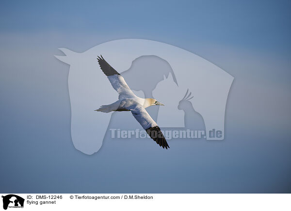 fliegender Basstlpel / flying gannet / DMS-12246