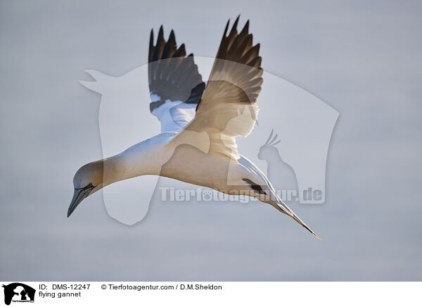 fliegender Basstlpel / flying gannet / DMS-12247