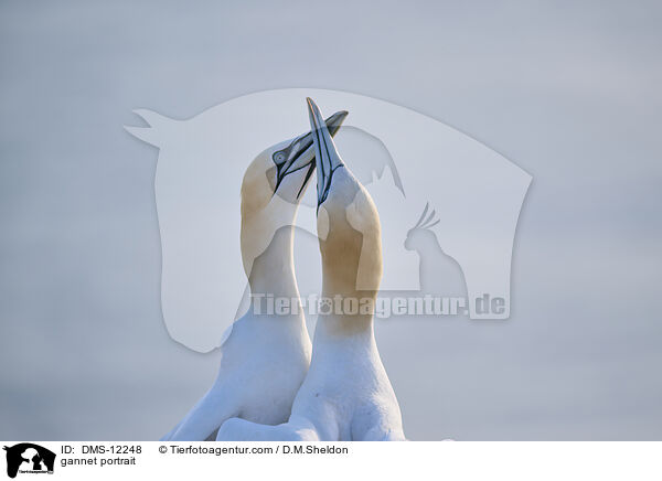 Basstlpel Portrait / gannet portrait / DMS-12248