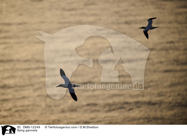 fliegende Basstlpel / flying gannets / DMS-12249