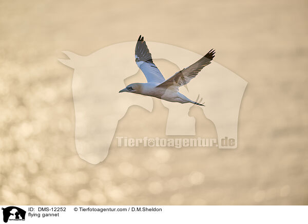 fliegender Basstlpel / flying gannet / DMS-12252
